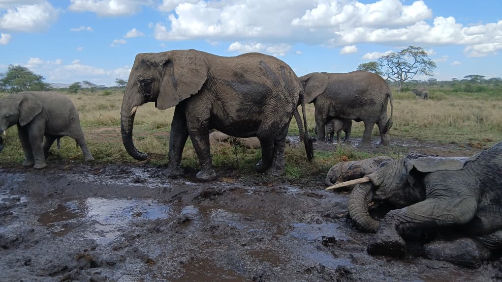 Safari Adventures
